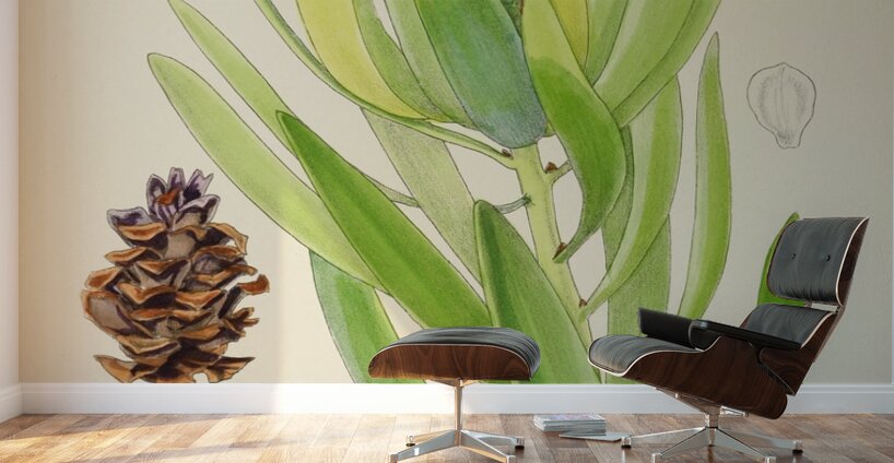 Leucadendron Stokoei Wall Murals