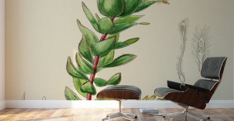 Mimetes Palustris Wall Murals