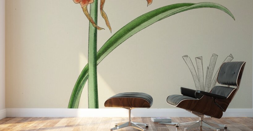 Cyrtanthus Rotundilobus Wall Murals