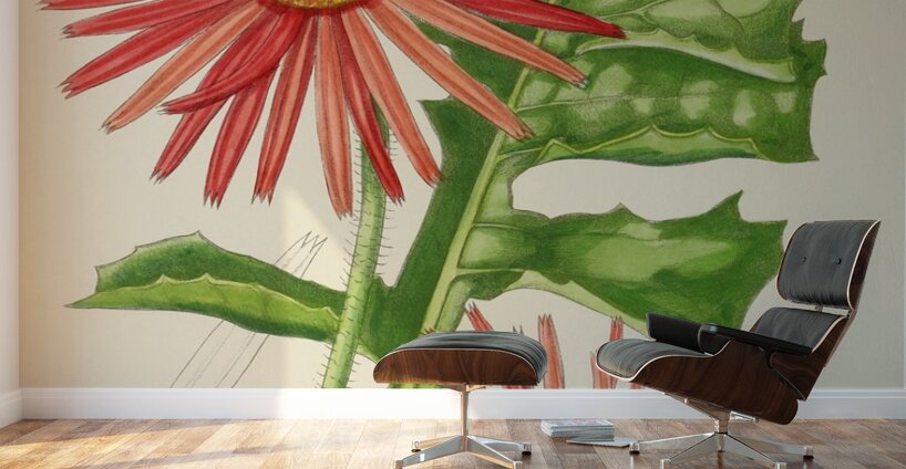 Gerbera Jameson Wall Murals