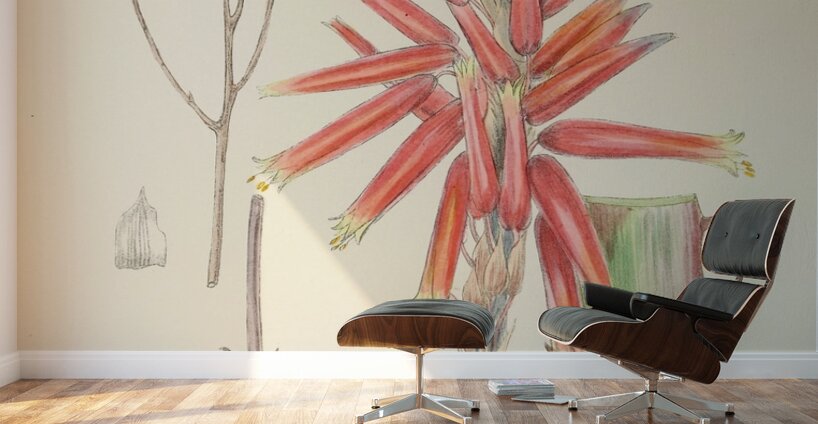 Aloe Pretoriensis Wall Murals
