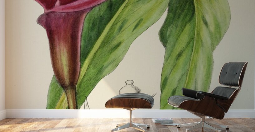 Richardia Rehmanni Wall Murals