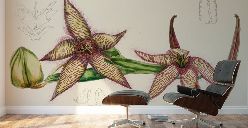 Stapelia Gettleffii Wall Murals