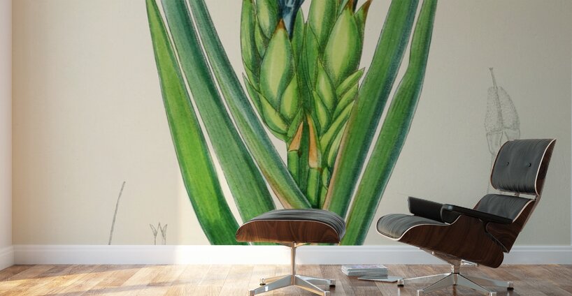 Witsenia Maura Wall Murals