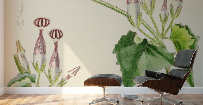 Ceropegia Meyeri Wall Murals