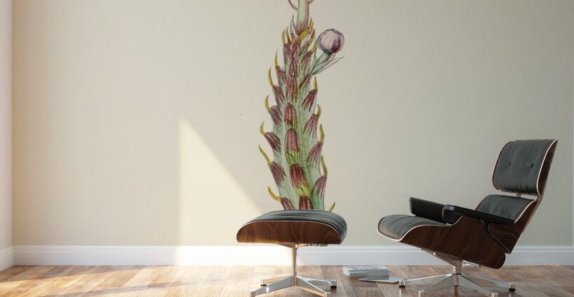 Senecio Stapeliaeformis Wall Murals