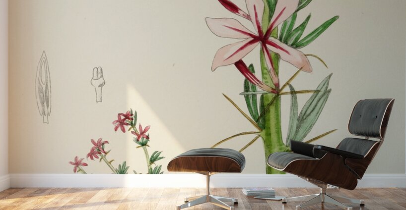 Pachypodium Succulentum Wall Murals