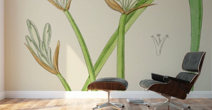 Cyrtanthus Mckenii Wall Murals