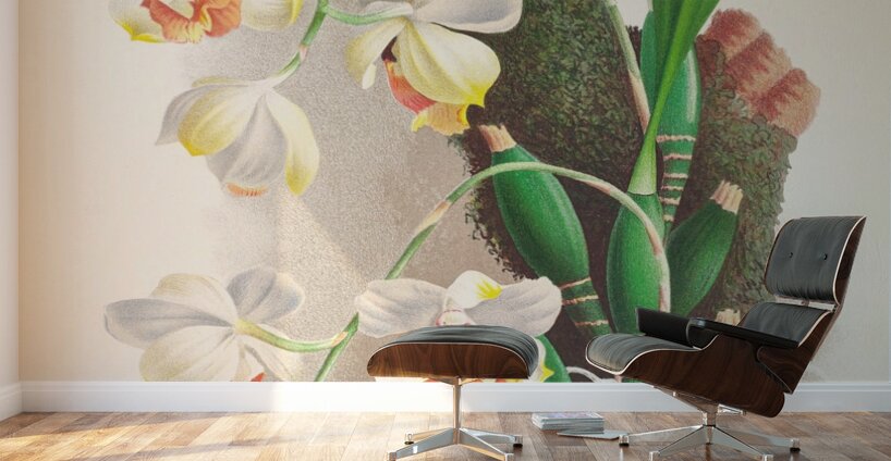 Aganisia tricolor Wall Murals