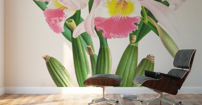 Cattleya Mendeli Wall Murals