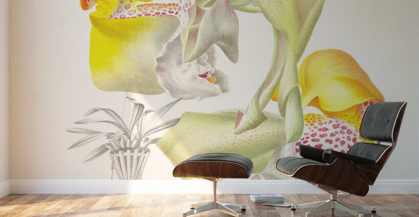 Coryanthes bungerothi  Wall Murals