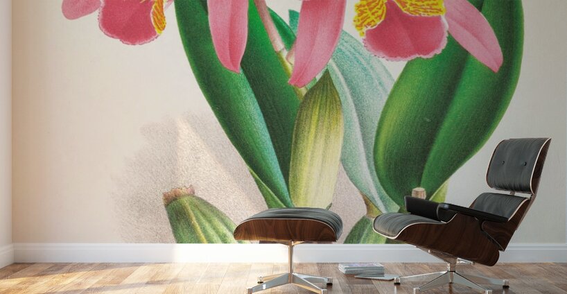 Cattleya percivaliana var reichenbach Wall Murals