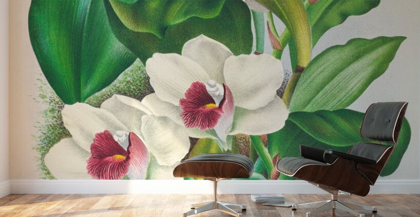Bifrenaria harrisoniae  Wall Murals