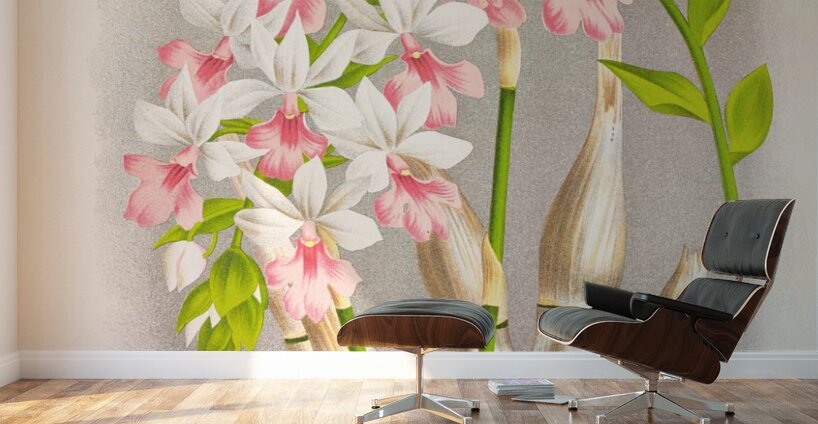 Calanthe regnieri Wall Murals