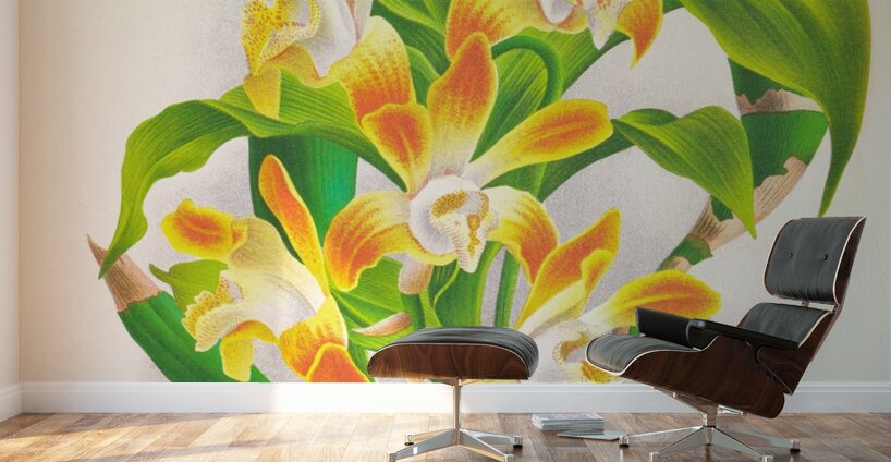 Chysis aurea Wall Murals