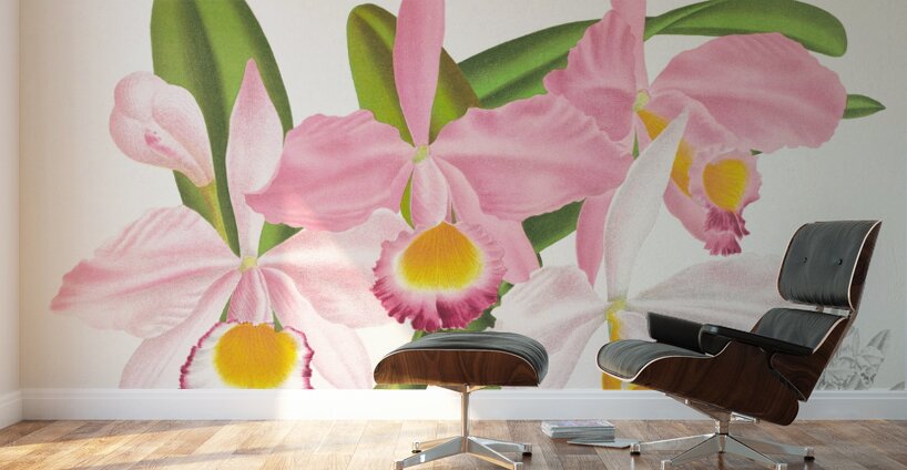 Cattleya eldorado Wall Murals