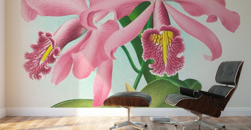 Cattleya maxima Wall Murals