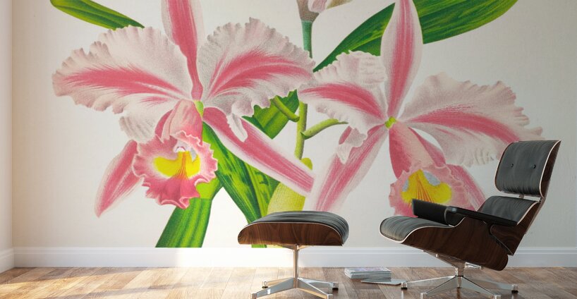 Cattleya Trianae var striata Wall Murals