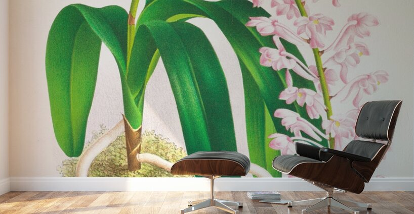 Aerides augustianum Wall Murals