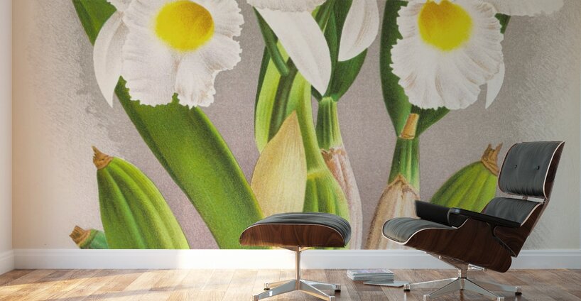 Cattleya Trianae Wall Murals