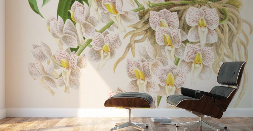 Catasetum tigrinum Wall Murals