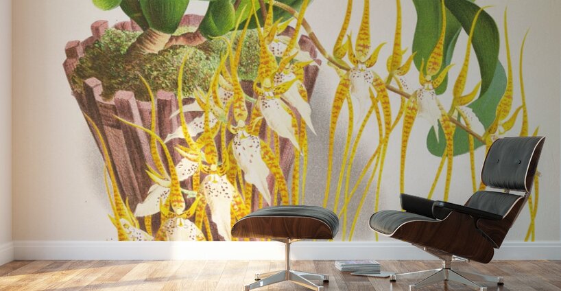 Brassia caudata  Wall Murals