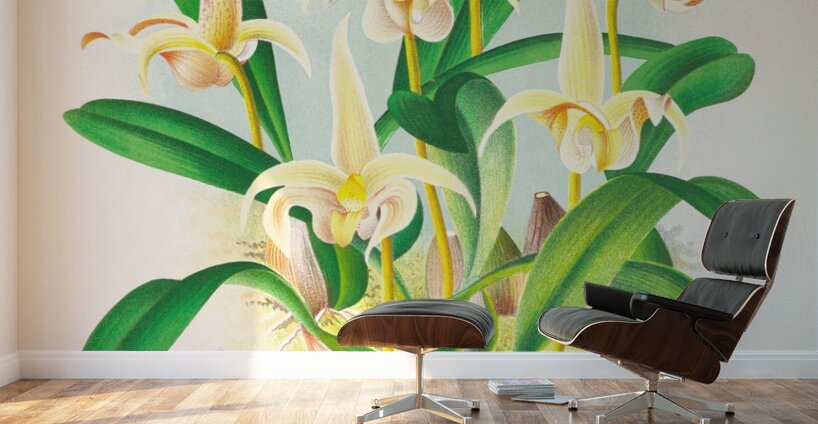 Bolbophyllum lobbi Wall Murals