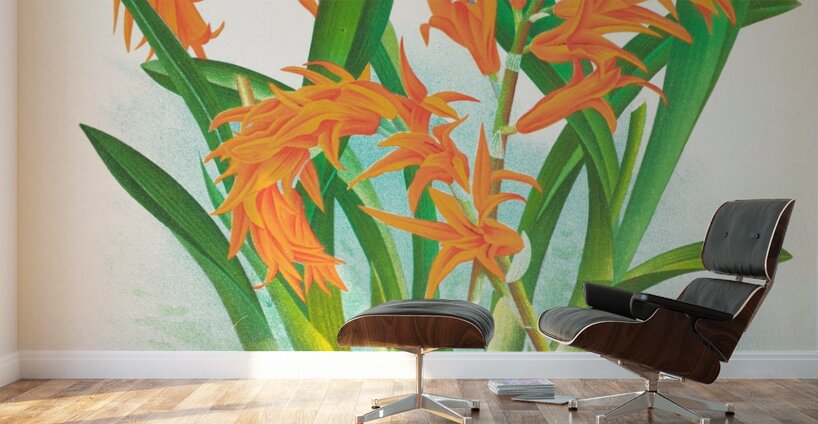 Ada aurantiaca Wall Murals