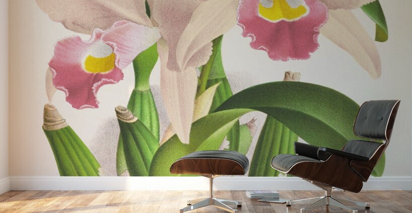Cattleya Trianae Wall Murals