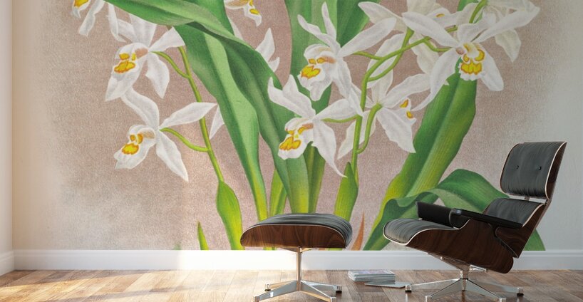 Coelogyne ocellata Wall Murals
