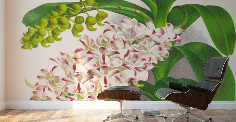 Aerides Odoratum Wall Murals