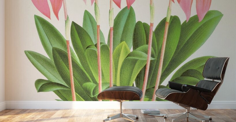 Masdevallia lindeni var grandiflora  Wall Murals
