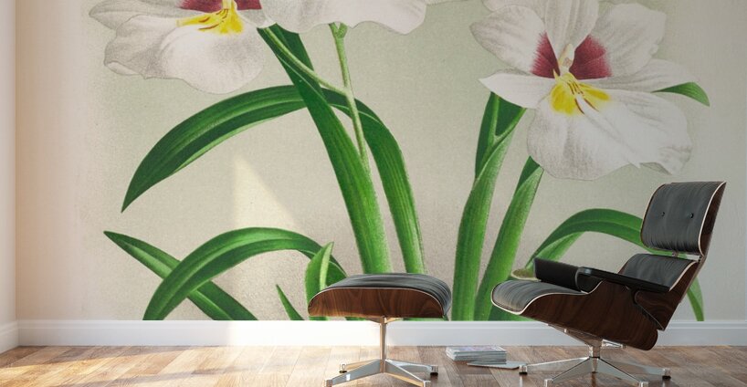 Miltonia roezli Wall Murals