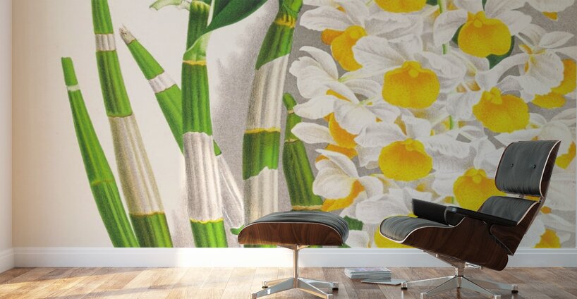 Dendrobium thyrsiflorum Wall Murals