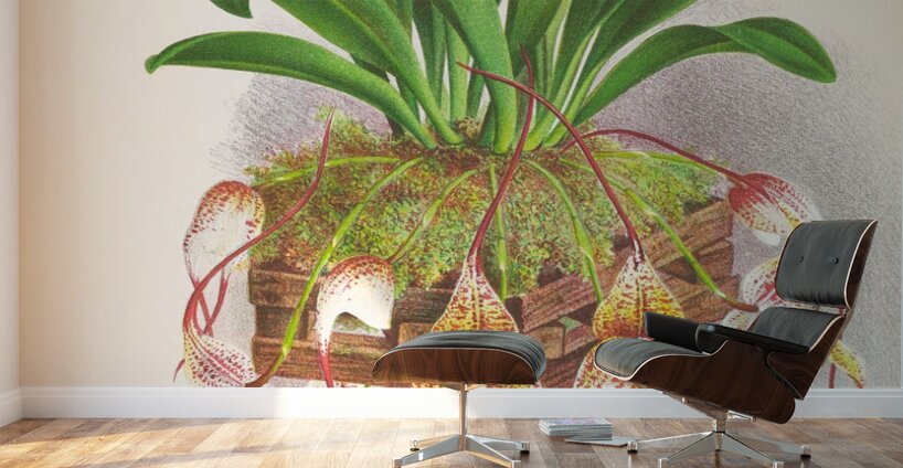 Masdevallia Roezli Wall Murals