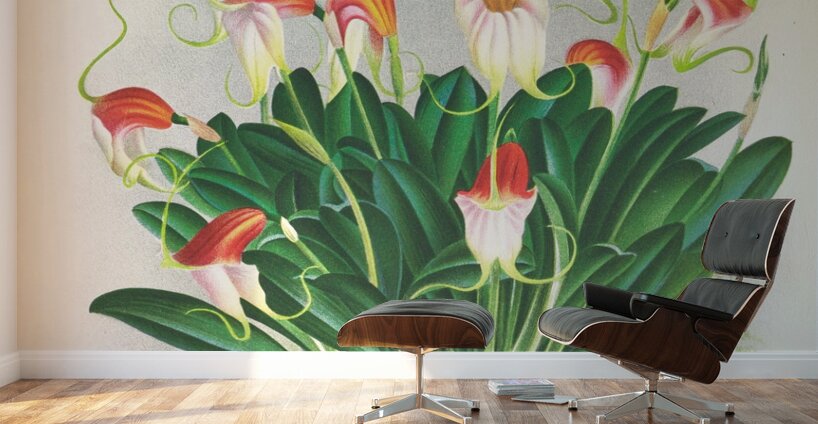 Masdevallia reichenbachiana  Wall Murals