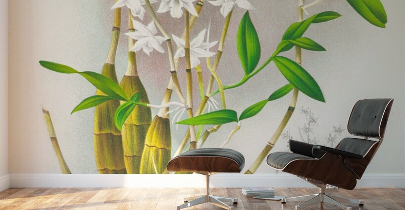 Dendrobium crumenatum Wall Murals