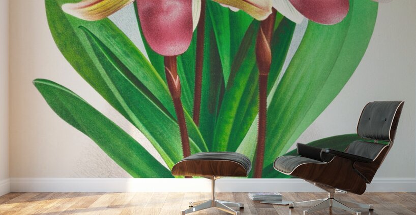 Cypripedium orphanum Wall Murals
