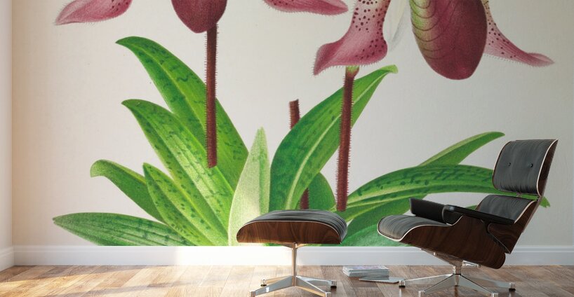 Cypripedium fraseri Wall Murals