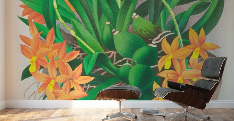 Epidendrum vitellinum Wall Murals