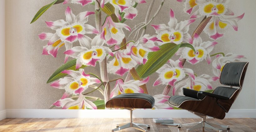Dendrobium devonianum  Wall Murals