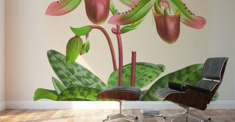 Cypripedium callosum Wall Murals