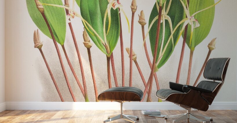 Dendrobium Inauditum Wall Murals