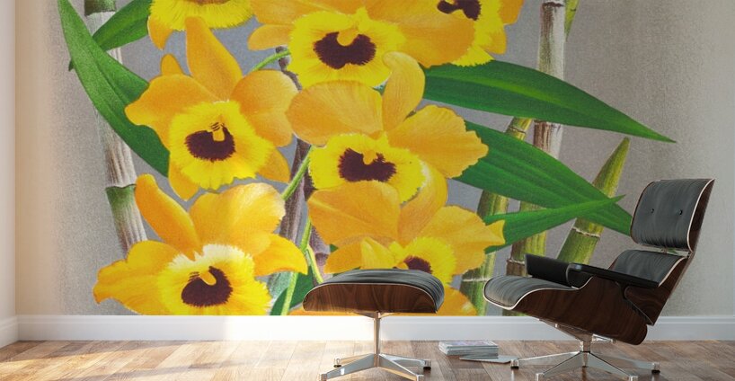 Dendrobium paxtoni Wall Murals