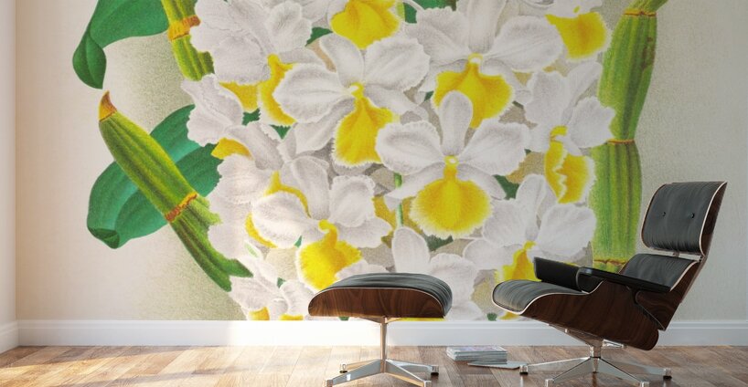 Dendrobium galliceanum Wall Murals