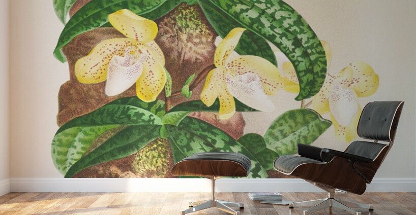 Cypripedium tonkinense Wall Murals