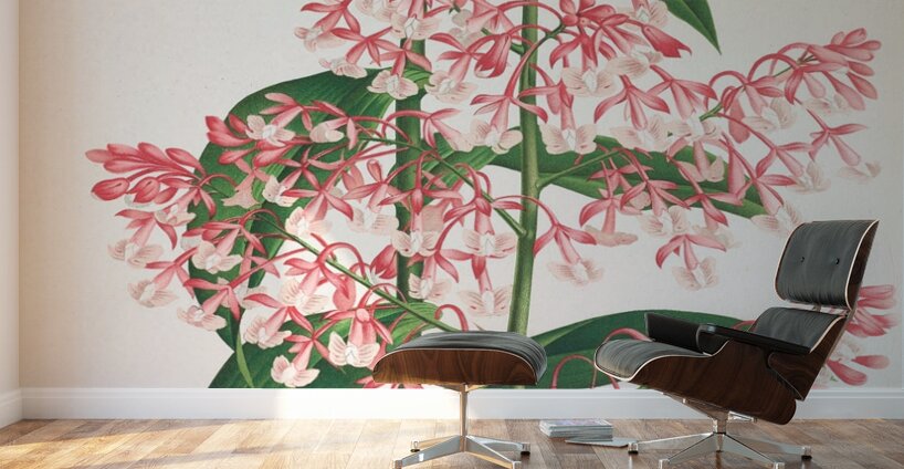 Epidendrum Paniculatum Wall Murals