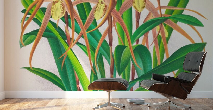 Maxillaria longisepala Wall Murals