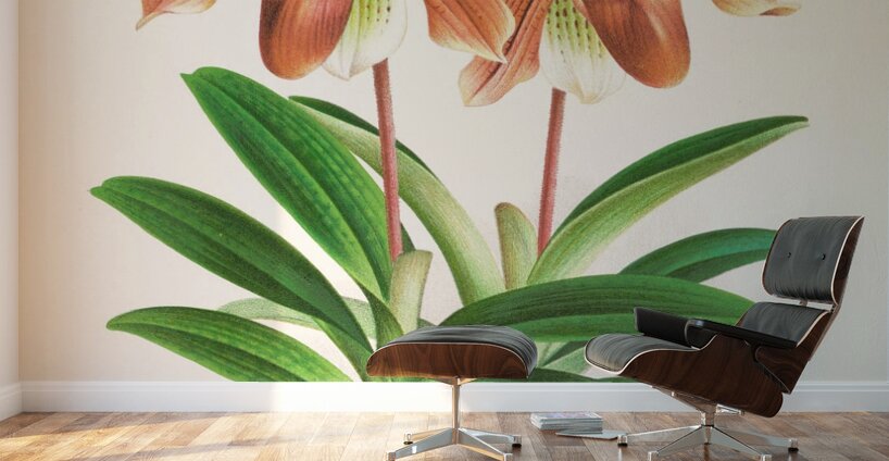 Cypripedium oenanthum superbum Wall Murals