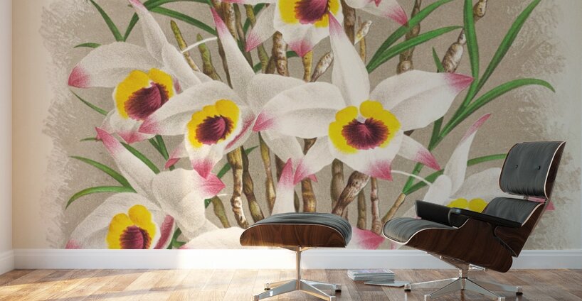 Dendrobium Falconeri Wall Murals